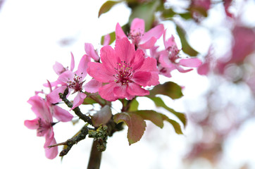 Spring Blossom