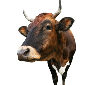 Beautiful brown cow on white background, closeup. Animal husbandry