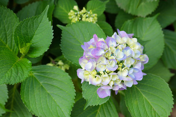 薄紫色の紫陽花