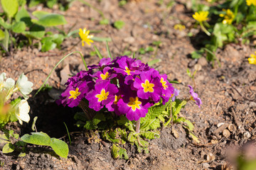 Blooming flower in park on spring