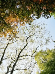 Spring trees in city park