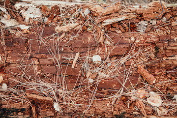 Close-up Background of pine trees' bark in the forest. Wooden background concept. 