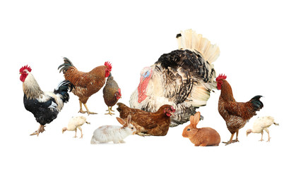 Collage of different farm animals on white background