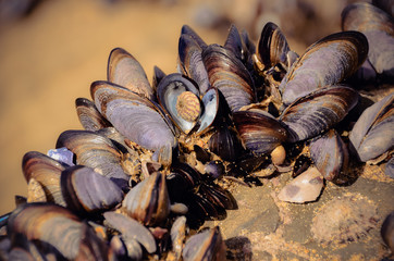 Close up of Mussels on the beach