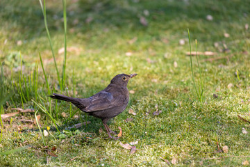 Walking black bird in park