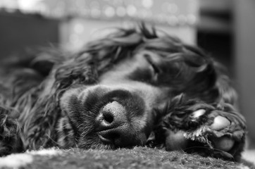 Cocker Spaniel Puppy sleeping