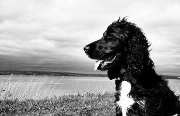 Cocker Spaniel looking out to sea in the sunshine