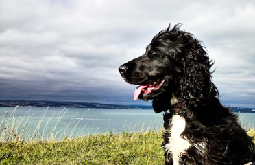 Cocker Spaniel looking out to sea in the sunshine