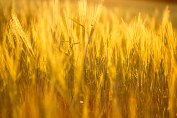 Barley field at sunset light