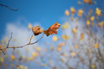 autumn leaves on a tree