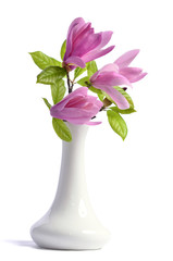 Fototapeta na wymiar Beautiful tender purple magnolia closeup in a ceramic vase on a white background