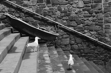 Two pigeons just hanging about