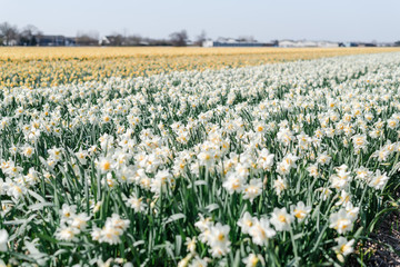 Bright fields of blooming daffodils on a flower farm in The Netherlands.