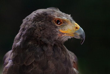 eagle head with dark background