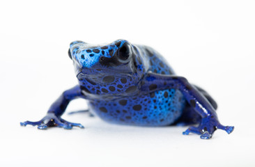 Blue Poison dart frog, Dendrobates tinctorius Azureus, on white