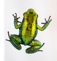 Baby terribilis mint frog