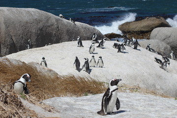 penguins on sand