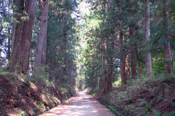 日光市　日光街道杉並木