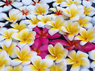 White, yellow and pink Plumeria flowers in the water