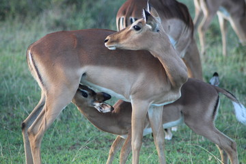 impala antelope in kariega