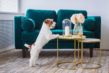 jack russell terrier interior