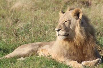 male lion in the grass