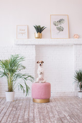 jack russell terrier interior