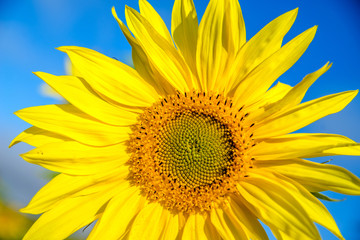 Sunflower flowers on blue sky background
