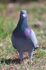 wild pigeon while eating on the grass
