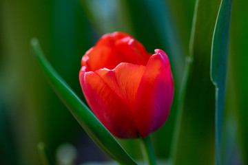 fresh tulips growing in garden