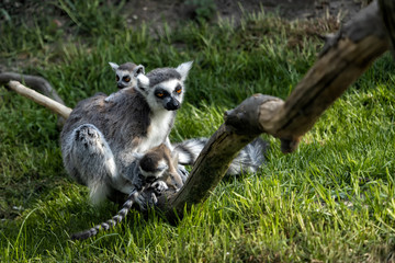 Portrait of Ring-tailed Lemur with babys  sitting on the branch.