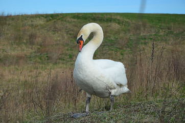 
Big white swan walks across the field