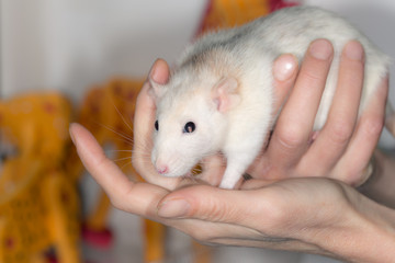domestic rat close up