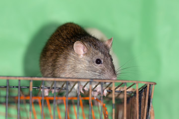 portrait of a brown domestic