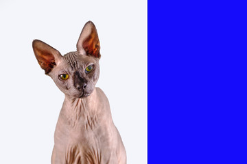 Portrait of a pretty sphinx indoors, bald cat, the cat is sitting, half body, on a white and blue...