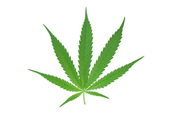 Cannabis leaf, marijuana leaf isolated on white  background
