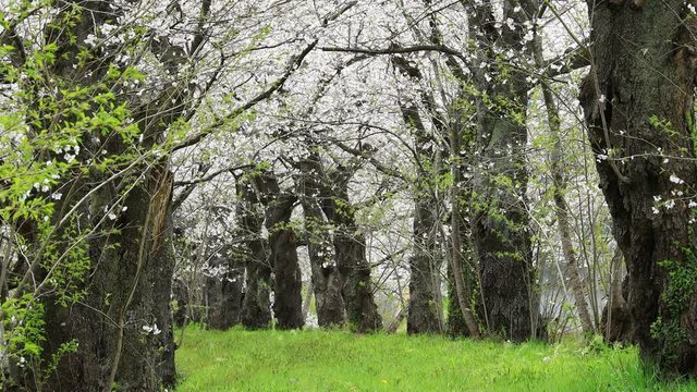 桜の花びら　桜吹雪　桜が散る　イメージ