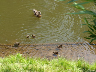 Duck with ducklings at the pond