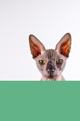 Portrait of a pretty sphinx indoors, bald cat looking around over a green empty board with space...