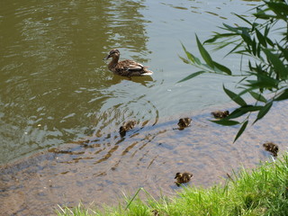 Duck with ducklings at the pond