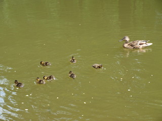 Duck with ducklings at the pond