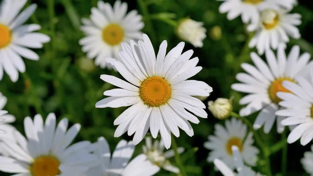 White flowers swing in wind in summer day, Latin name is Leucanthemum maximum, 4k footage, Close up b roll shot.