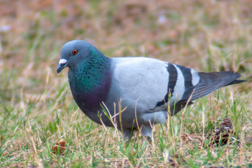 wild pigeon while eating on the grass