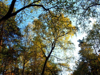 Views of the autumn park