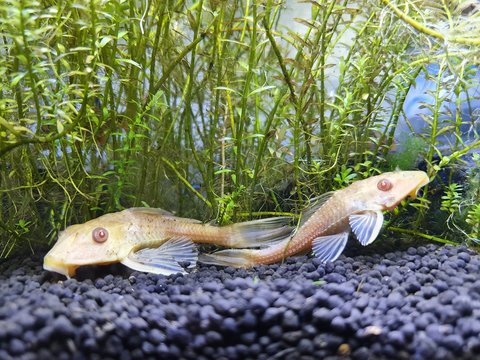 Hypostomus plecostomus or Orinoco sailfin catfish
