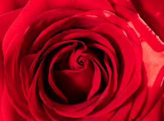 close up on red rose symbol of love