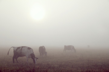 Blurry silhouettes of cows grazing in a meadow at sunrise in the fog. milk landscape