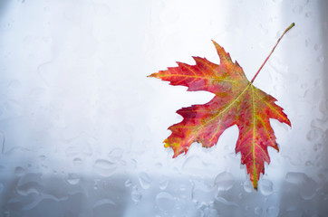 an autumn maple leaf is attached to a wet window where raindrops are falling