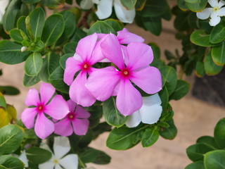 Pink and White Flowers of Thailand