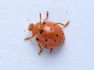 Orange ladybird on a plant. Bryony ladybird. Henosepilachna argus